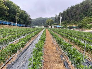 이재운님의 고추 · 비료•농약 작성글 사진