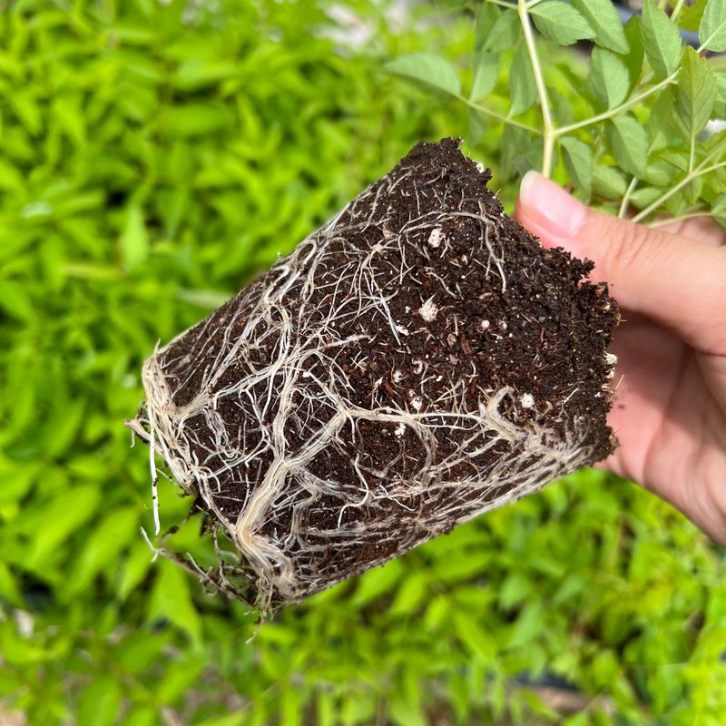 이기자원예종묘님의 장터 판매 상품 [여름두릅(정강) 포트묘목 1주] 첨부 사진