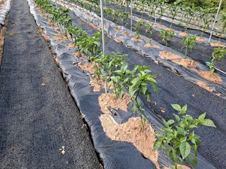 이용수님의 고추 · 병해충상담 작성글 사진