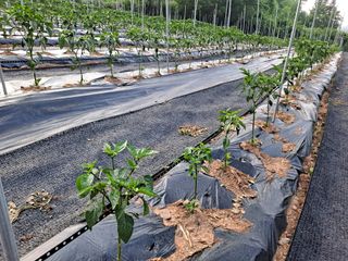 이용수님의 고추 · 병해충상담 작성글 사진