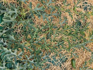 최성분님의 농부님! 어떤 농약 쓰세요? · 참여 작성글 사진