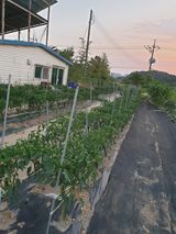 팜모닝 고추·일상 게시글 이미지