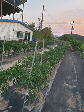 김애자 님의 고추 · 일상 작성글 사진