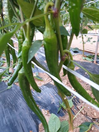 김애자 님의 고추 · 일상 작성글 사진