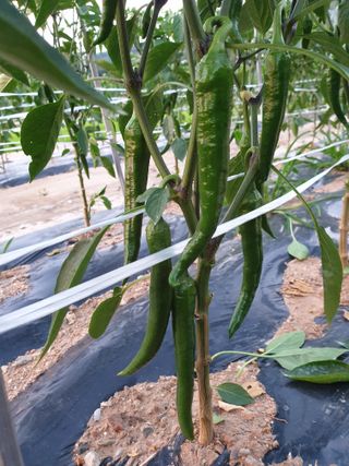 김애자 님의 고추 · 일상 작성글 사진