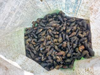 약초꾼님의 우리동네 · 동네자랑 작성글 사진