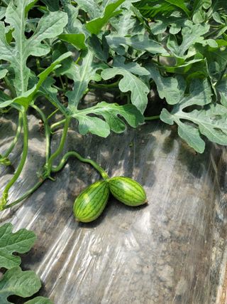 빛그린 김용화님의 자유주제 · 자유게시판 작성글 사진