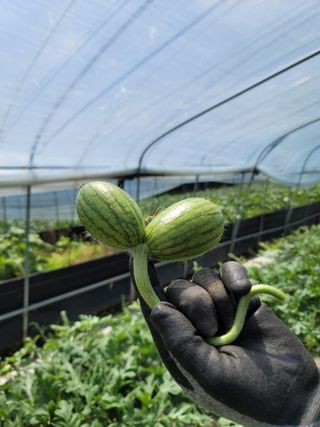 빛그린 김용화님의 자유주제 · 자유게시판 작성글 사진