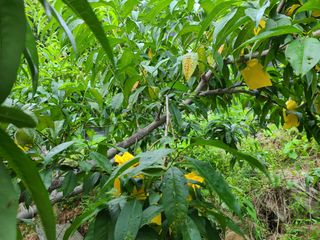 고갑윤님의 복숭아 · 자유게시판 작성글 사진