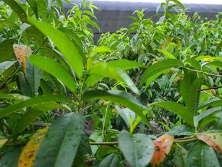 고갑윤님의 복숭아 · 자유게시판 작성글 사진