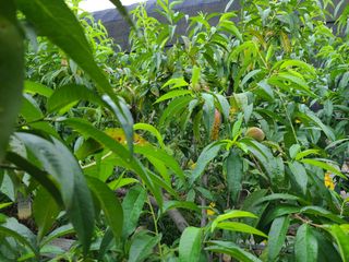 고갑윤님의 복숭아 · 자유게시판 작성글 사진