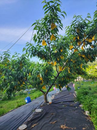이영섭님의 복숭아 · 자유게시판 작성글 사진