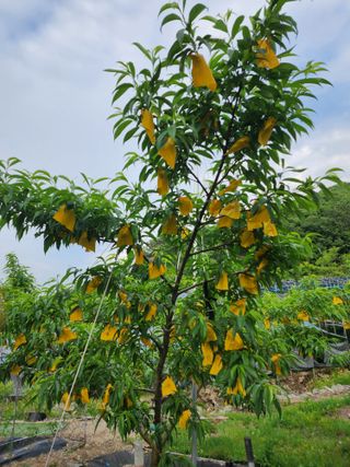 이영섭님의 복숭아 · 자유게시판 작성글 사진