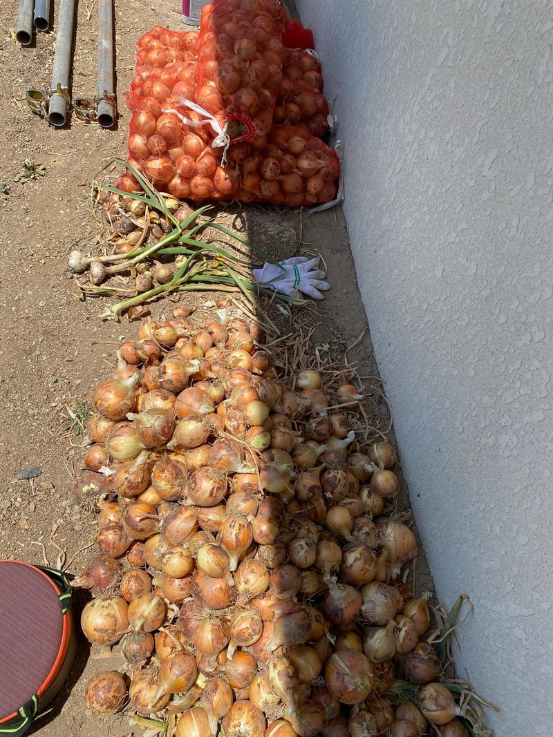 영천황마늘님의 장터 판매 상품 [양파15kg 배송비 무료  판매완료] 첨부 사진