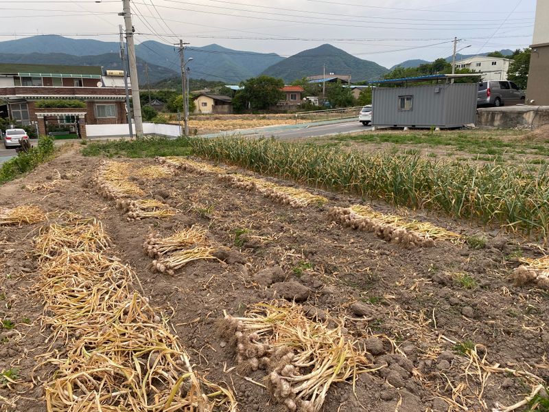 영천황마늘님의 장터 판매 상품 [양파15kg 배송비 무료  판매완료] 첨부 사진