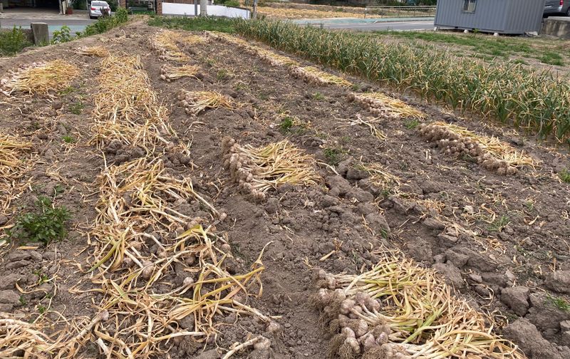 영천황마늘님의 장터 판매 상품 [양파15kg 배송비 무료  판매완료] 첨부 사진