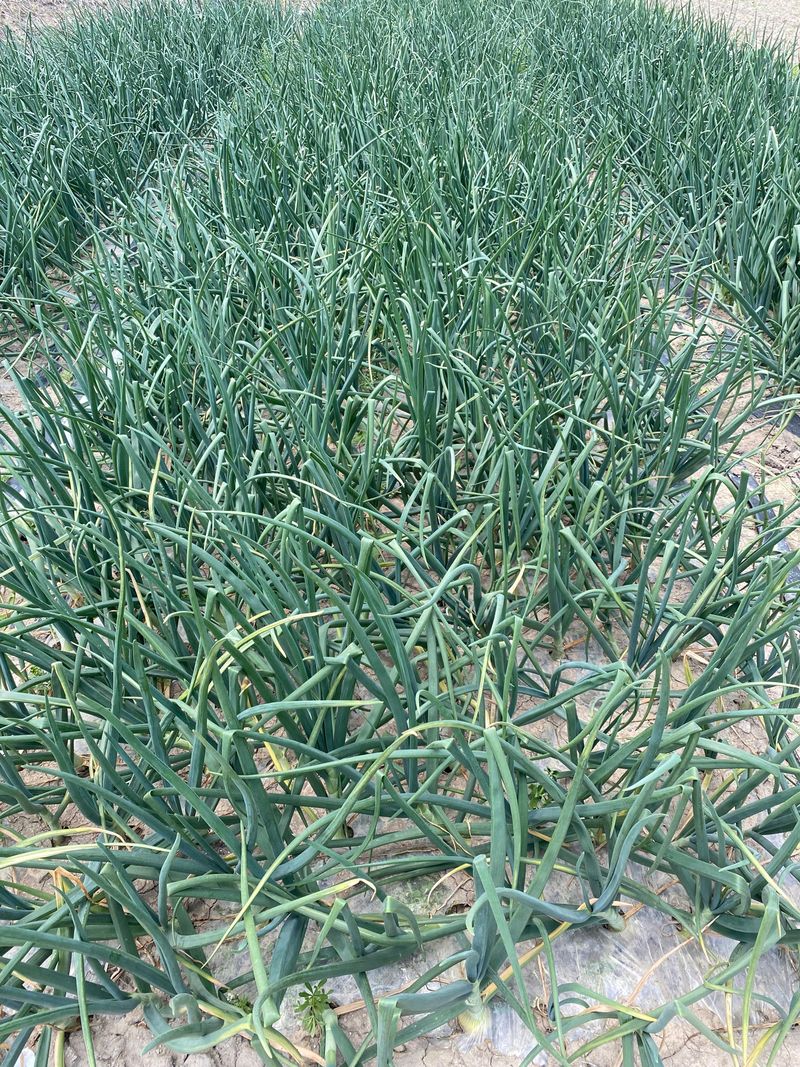 영천황마늘님의 장터 판매 상품 [양파15kg 배송비 무료  판매완료] 첨부 사진