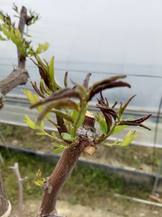 권용근님의 기타작물 · 병해충상담 작성글 사진
