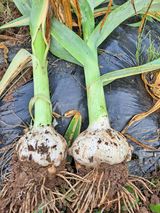 팜모닝 마늘·마늘 쪽 비대기 게시글 이미지