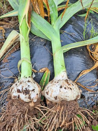 보리수농장최해두입니님의 마늘 · 마늘 쪽 비대기 작성글 사진