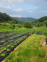 팜모닝 토마토·영농일지 게시글 이미지