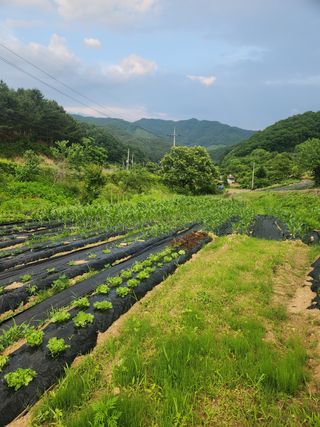현빈맘님의 토마토 · 영농일지 작성글 사진