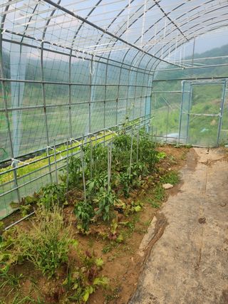현빈맘님의 토마토 · 영농일지 작성글 사진