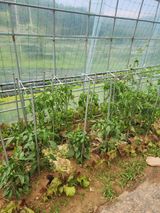 팜모닝 고추·영농일지 게시글 이미지