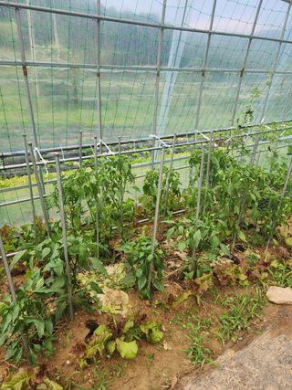 현빈맘님의 고추 · 영농일지 작성글 사진