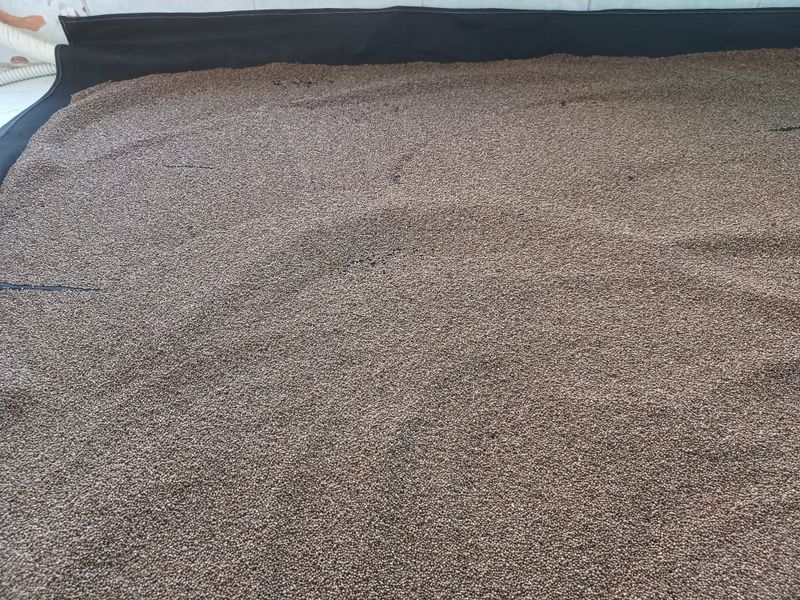 장터 상품 [들깨5kg] 썸네일