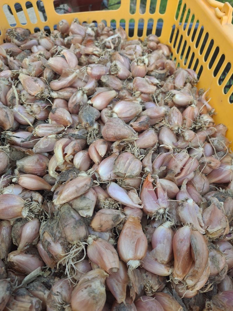 장터 상품 [쪽파 종구 1t] 썸네일