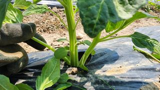 김영준님의 참깨 · 영농일지 작성글 사진