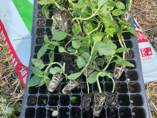 도곡님의 기타작물 · 자유게시판 작성글 사진