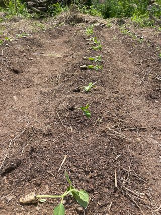 도곡님의 기타작물 · 자유게시판 작성글 사진