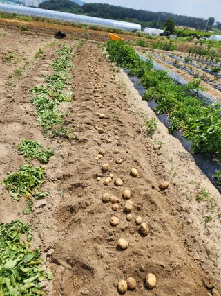 부기님의 감자 · 자유게시판 작성글 사진