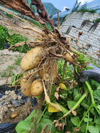 부기님의 감자 · 자유게시판 작성글 사진