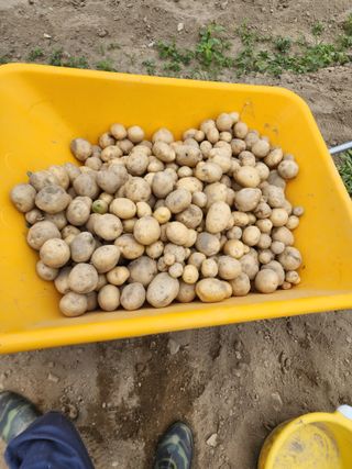 부기님의 감자 · 자유게시판 작성글 사진