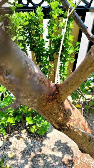 이근희13573님의 팜모닝 병해충 연구회 · 병해충상담 작성글 사진