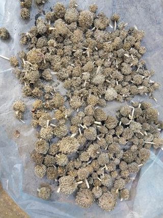 성주 농업인님의 자유주제 · 자유게시판 작성글 사진