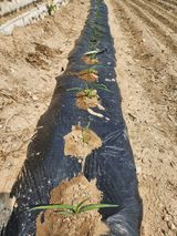 팜모닝 옥수수·자유게시판 게시글 이미지