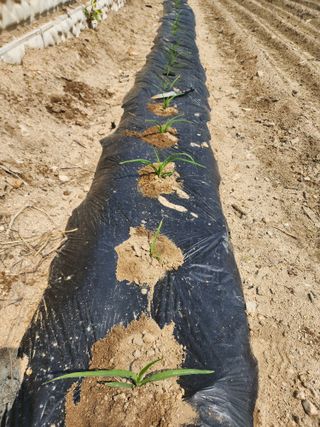 부기님의 옥수수 · 자유게시판 작성글 사진