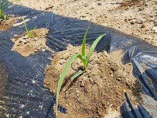 부기님의 옥수수 · 자유게시판 작성글 사진