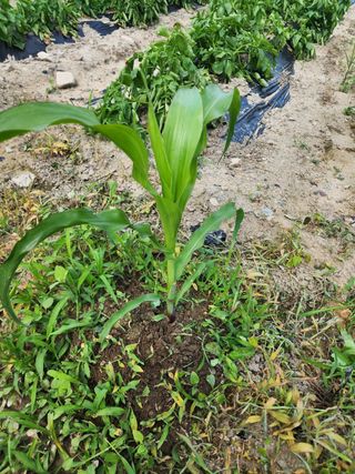부기님의 옥수수 · 자유게시판 작성글 사진