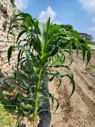 부기님의 옥수수 · 자유게시판 작성글 사진