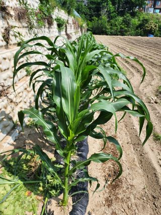 부기님의 옥수수 · 자유게시판 작성글 사진