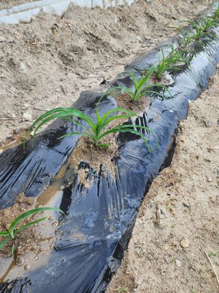 부기님의 옥수수 · 자유게시판 작성글 사진