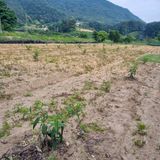 팜모닝 복숭아·자유게시판 게시글 이미지