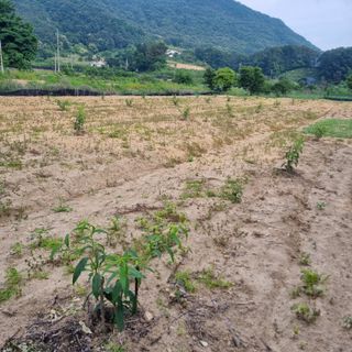 피치나라님의 복숭아 · 자유게시판 작성글 사진