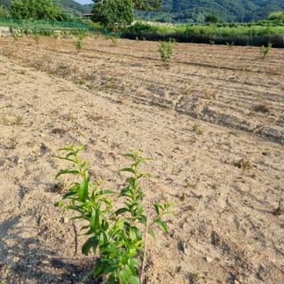 피치나라님의 복숭아 · 자유게시판 작성글 사진