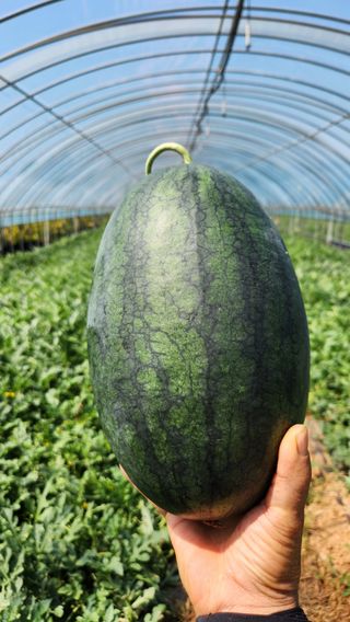 이재오님의 장터이야기 · 자유게시판 작성글 사진